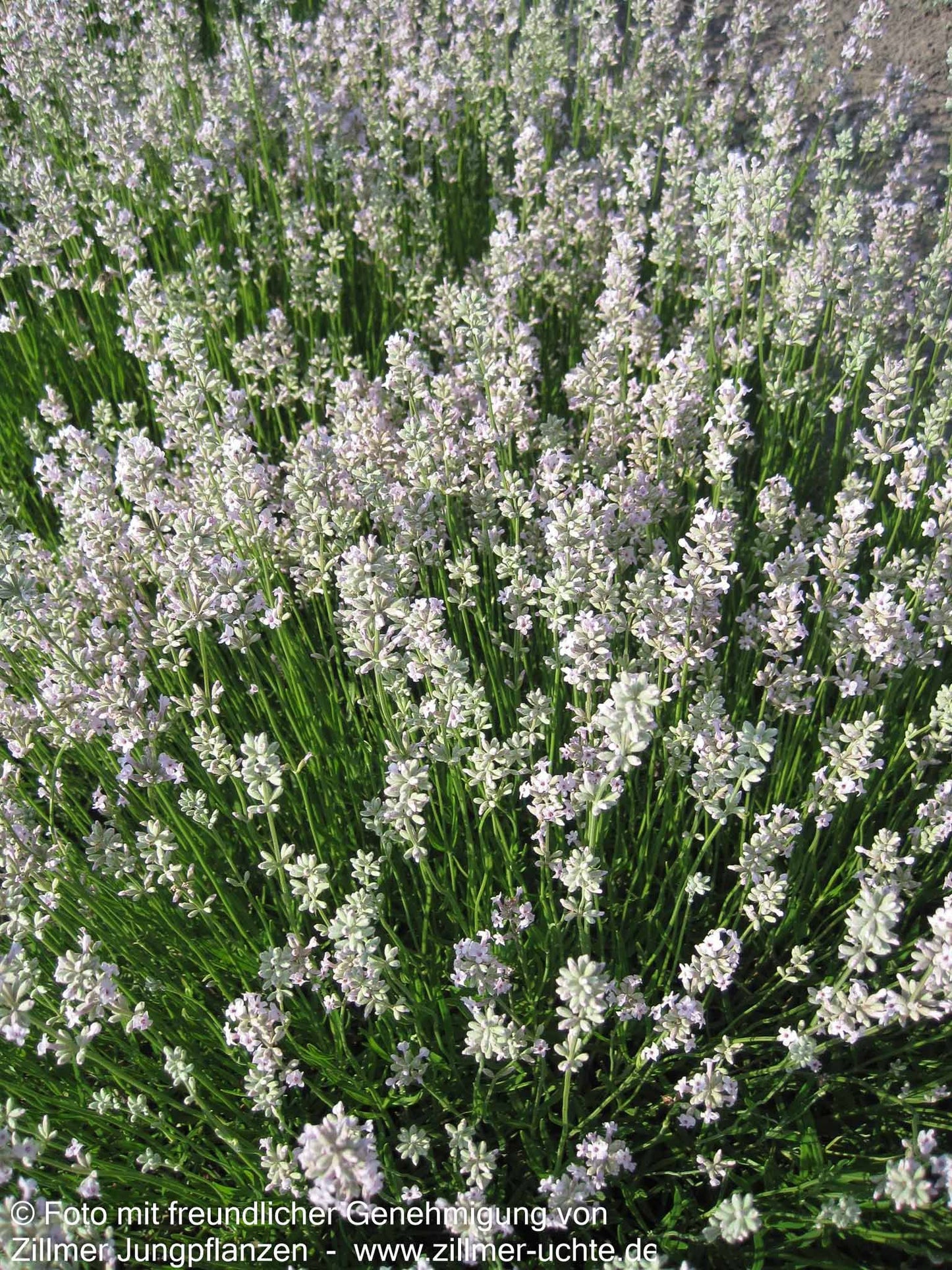 Rosablühender Lavendel 'Rosea' (Lavandula angustifolia)