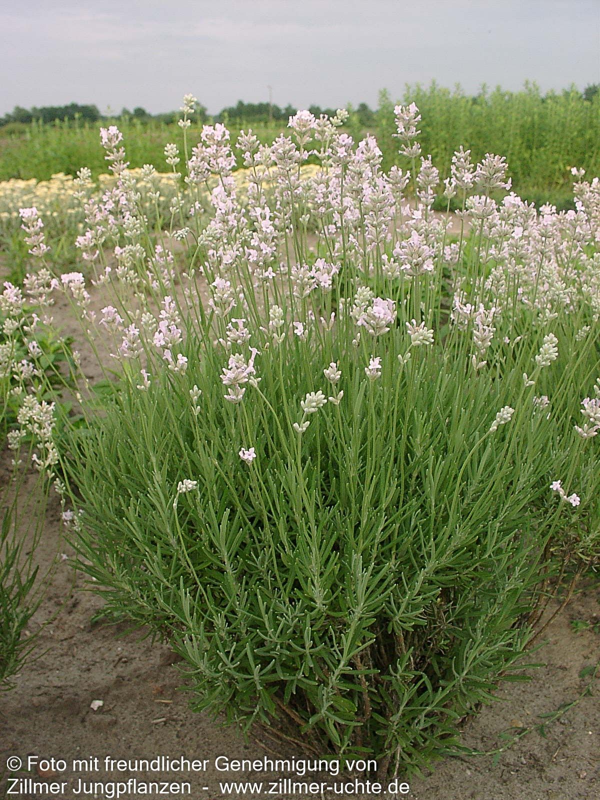 Rosablühender Lavendel 'Rosea' (Lavandula angustifolia)