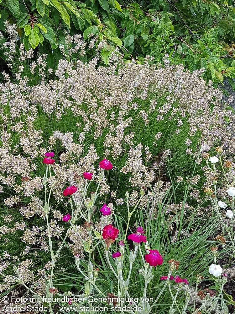 Rosablühender Lavendel 'Rosea' (Lavandula angustifolia)