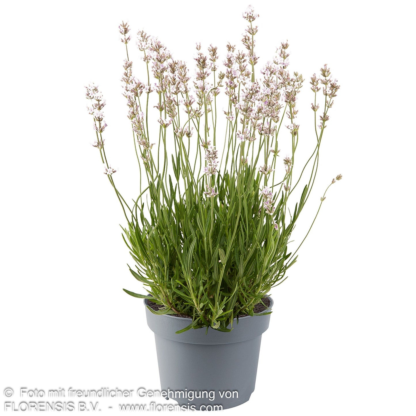 Rosablühender Lavendel 'Rosea' (Lavandula angustifolia)