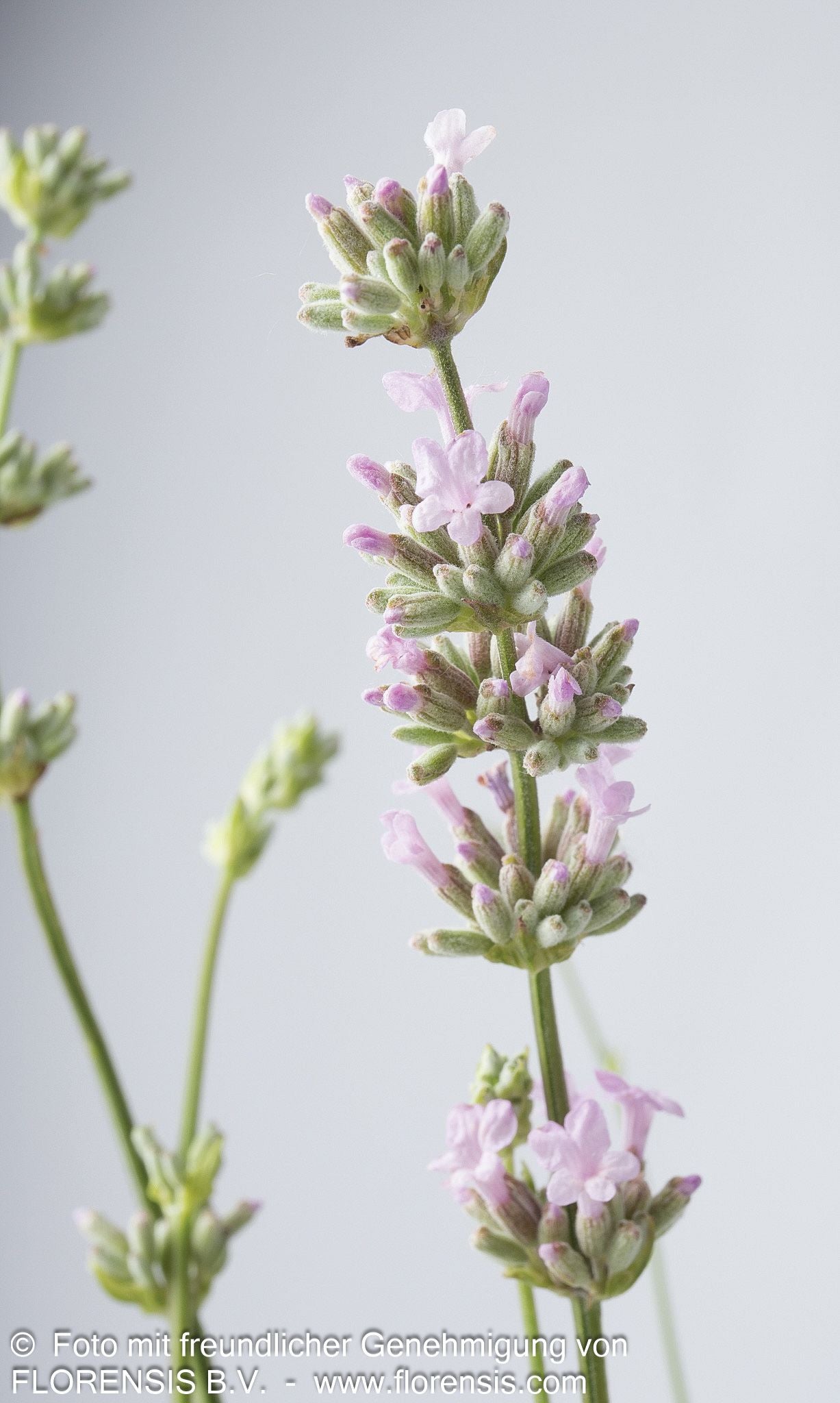 Rosablühender Lavendel 'Rosea' (Lavandula angustifolia)