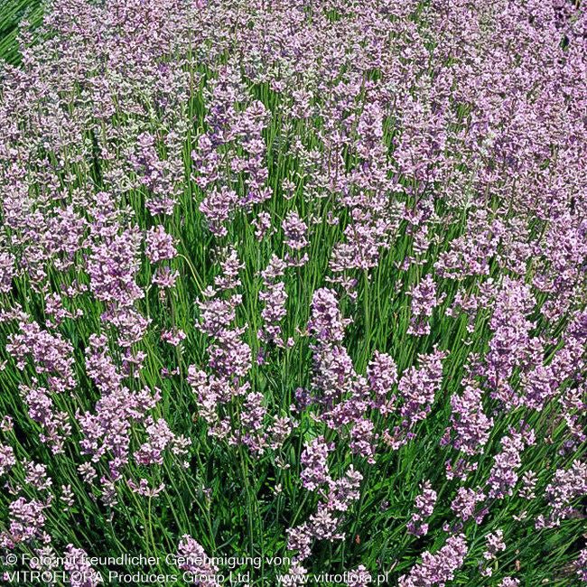 Rosablühender Lavendel 'Rosea' (Lavandula angustifolia)