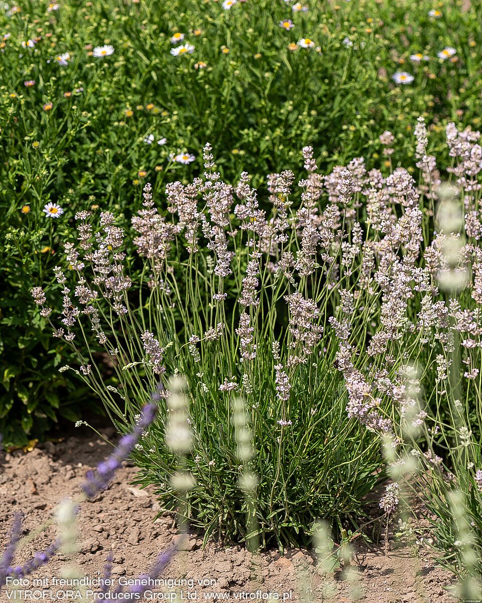 Rosablühender Lavendel 'Rosea' (Lavandula angustifolia)
