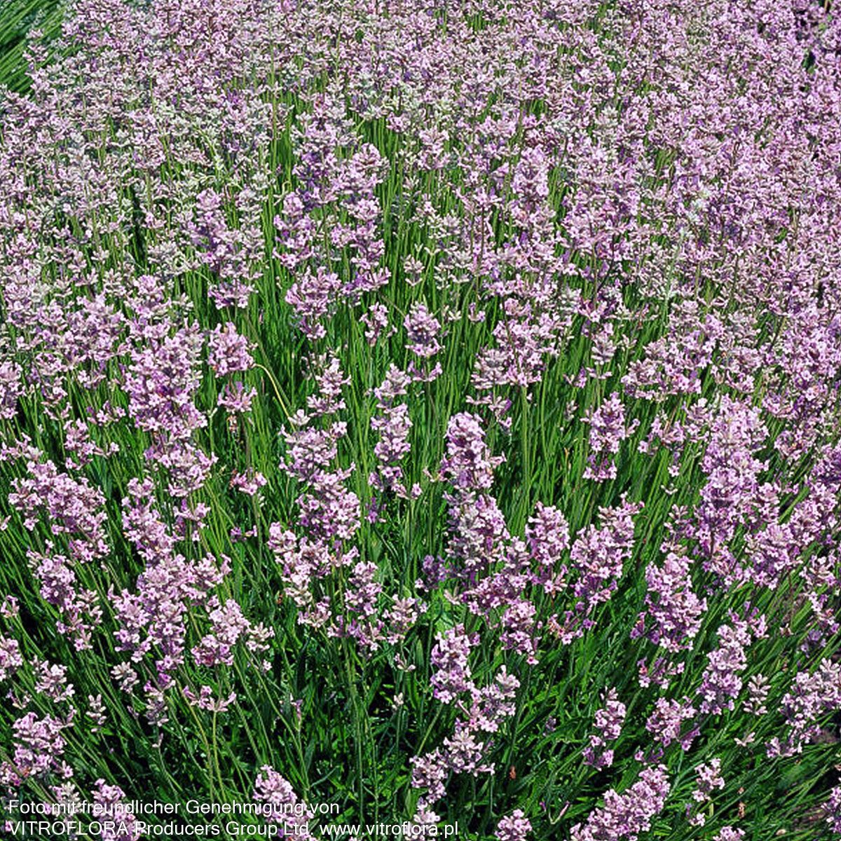 Rosablühender Lavendel 'Rosea' (Lavandula angustifolia)