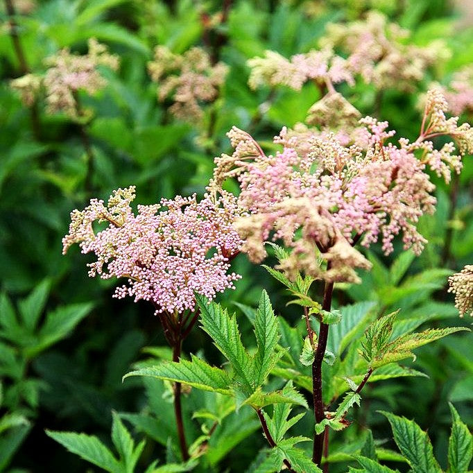 Rosablühendes Mädesüß 'Venusta' (Filipendula rubra)
