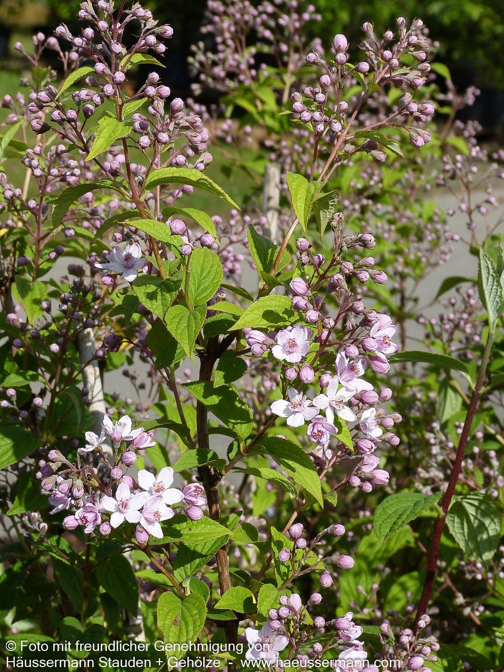 Rosen-Deutzie 'Mont Rose' (Deutzia x hybrida)