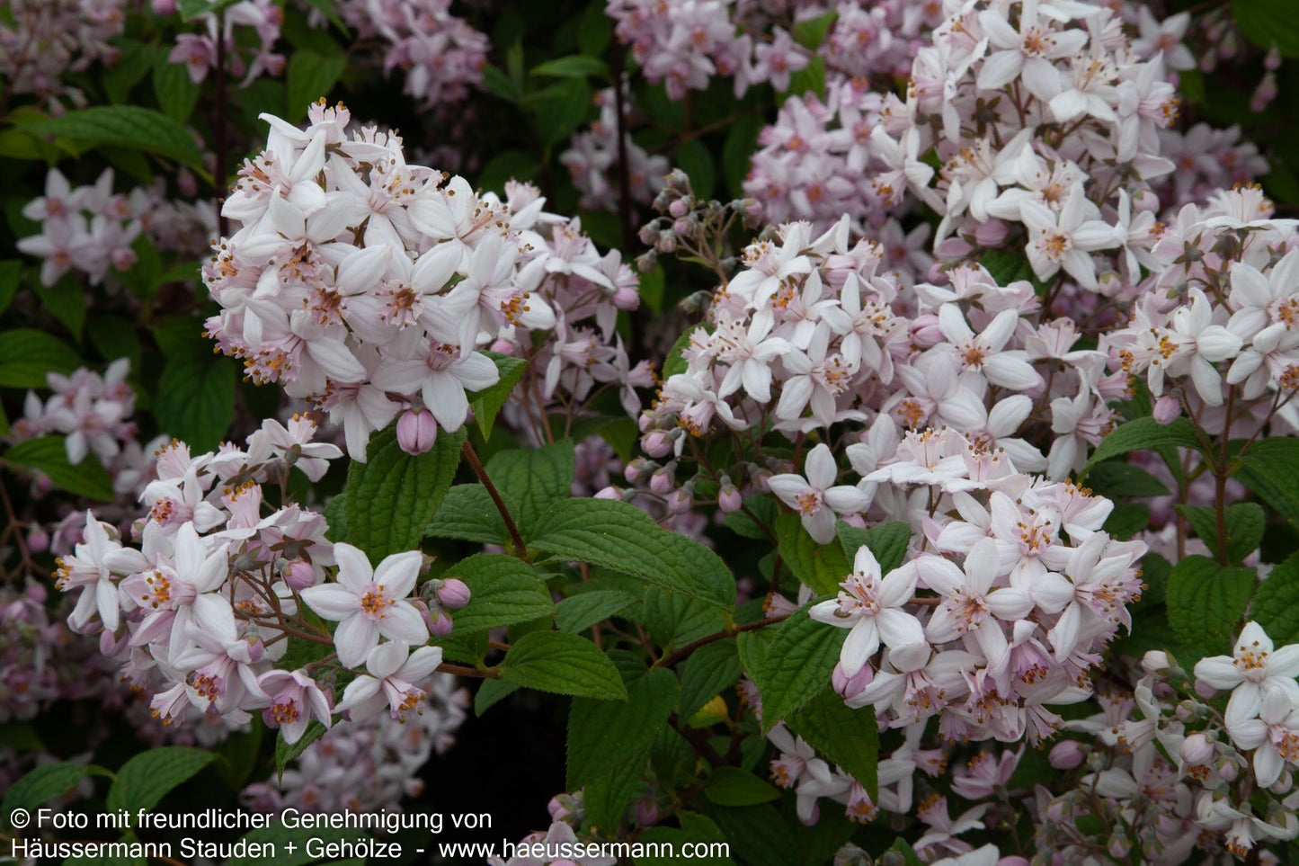 Rosen-Deutzie 'Mont Rose' (Deutzia x hybrida)
