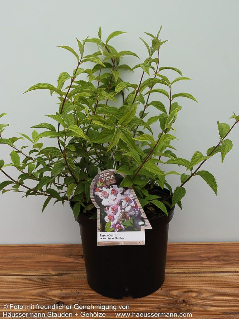 Rosen-Deutzie 'Mont Rose' (Deutzia x hybrida)