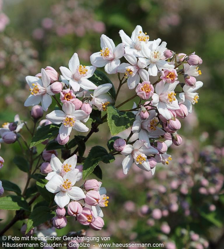 Rosen-Deutzie 'Mont Rose' (Deutzia x hybrida)
