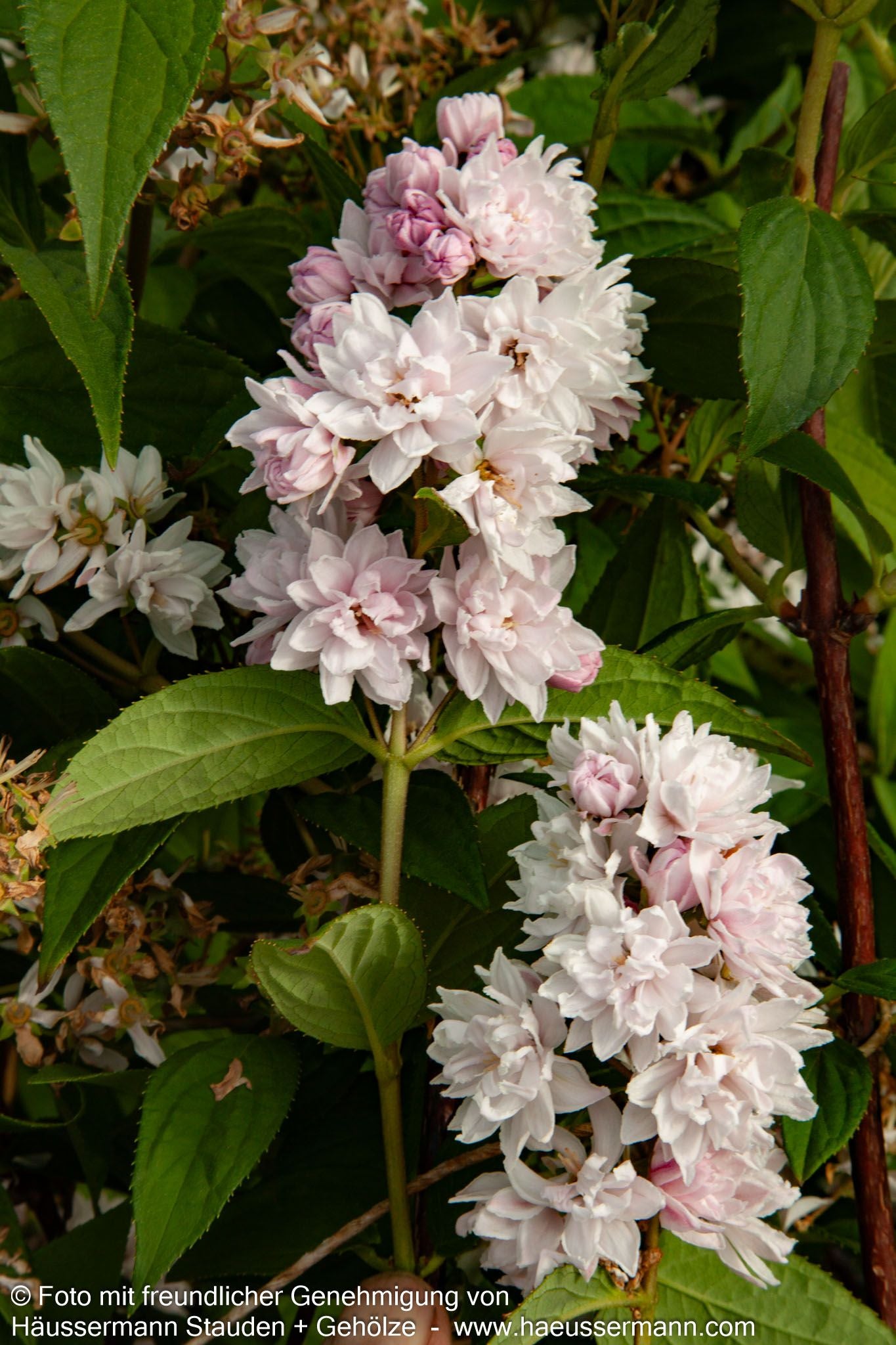 Rosen-Deutzie 'Pink Pom-Pom' (Deutzia x hybrida)