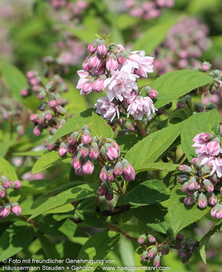Rosen-Deutzie 'Pink Pom-Pom' (Deutzia x hybrida)
