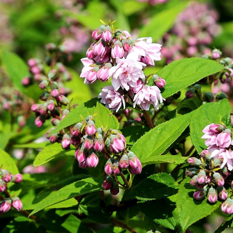 Rosen-Deutzie 'Pink Pom-Pom' (Deutzia x hybrida)