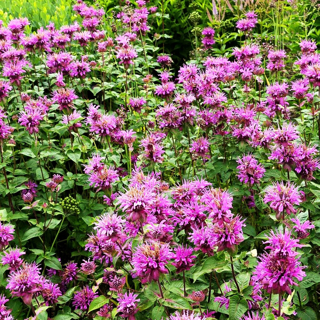 Rosen-Monarde, Rosen-Melisse (Monarda x fistulosa)