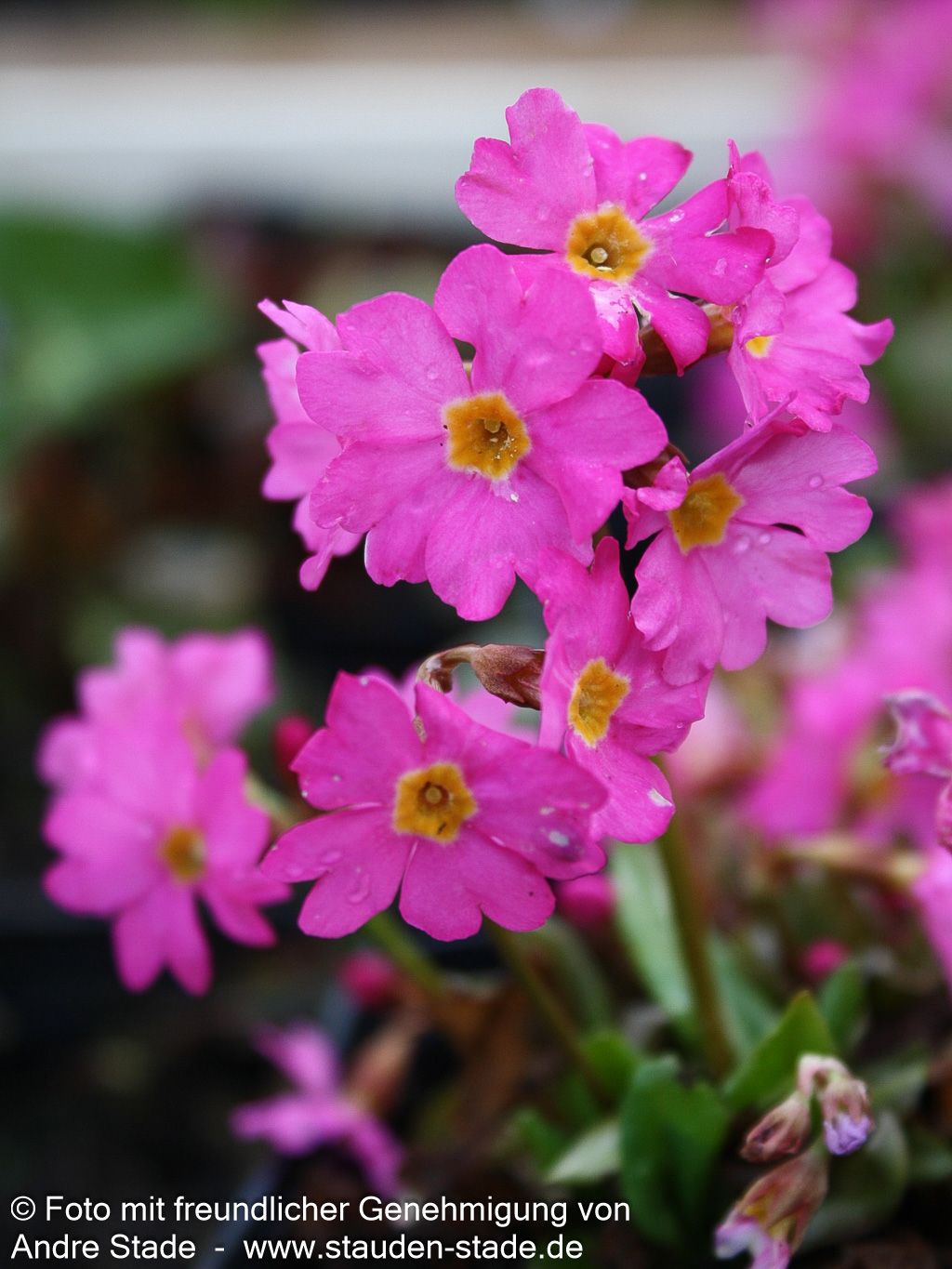 Rosen-Primel 'Gigas' (Primula rosea)