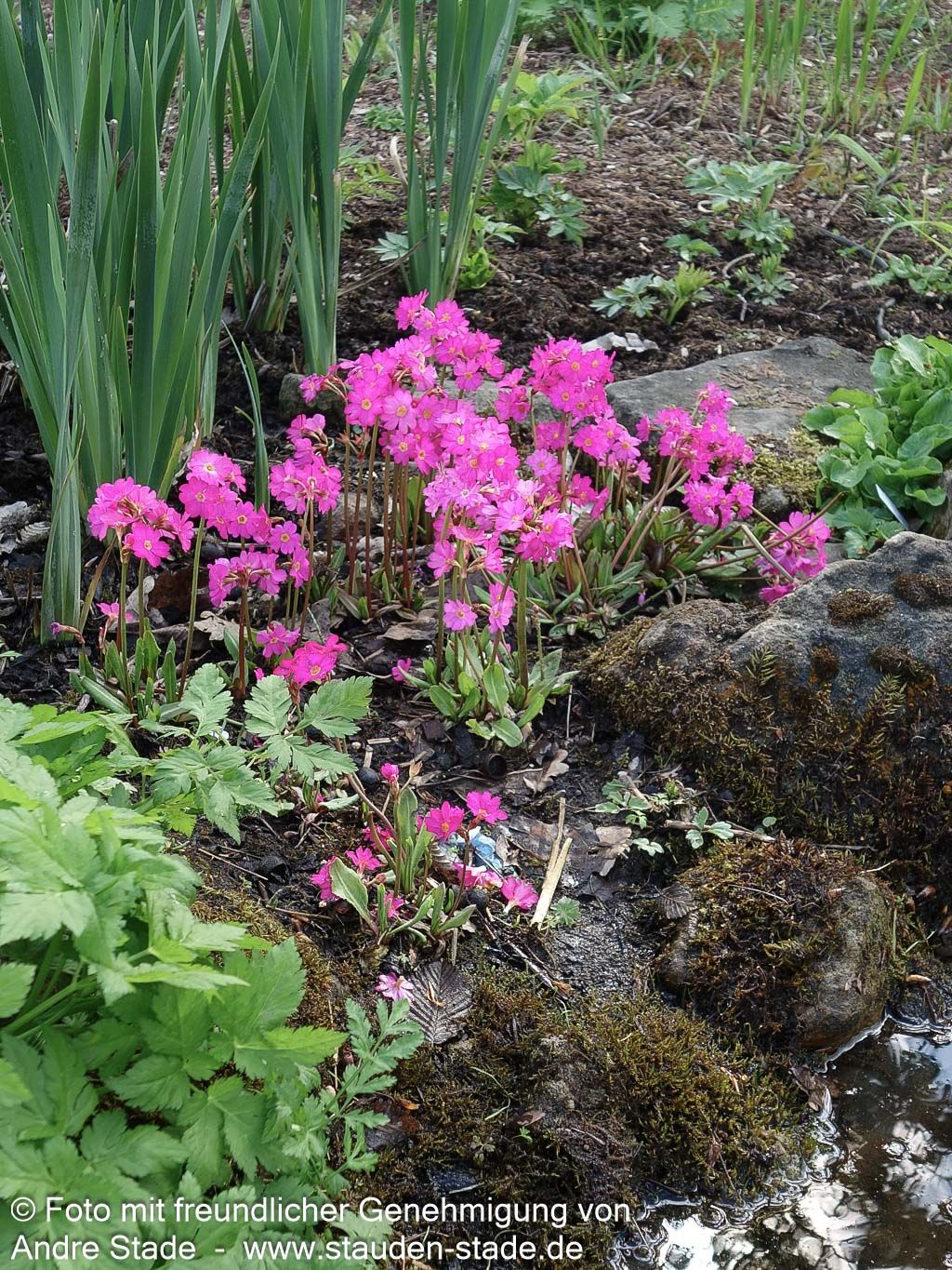 Rosen-Primel 'Gigas' (Primula rosea)