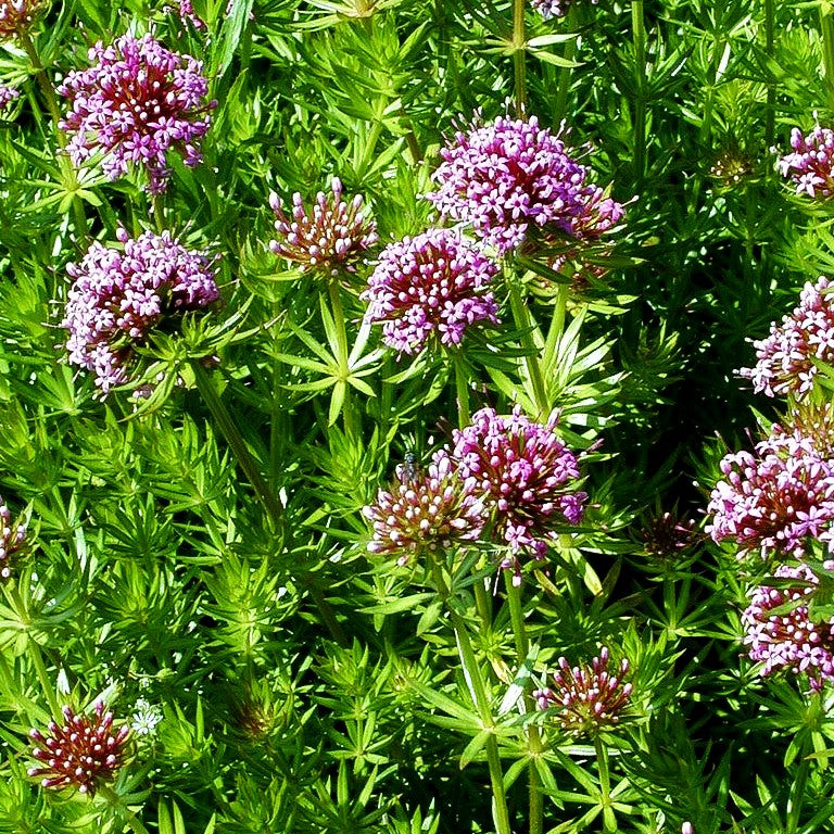 Rosen-Waldmeister (Phuopsis stylosa)