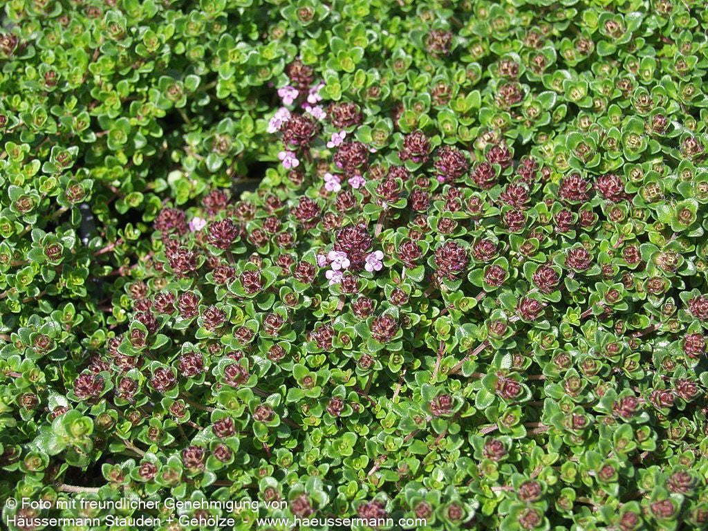 Rosenduft-Thymian 'Caborn Wine and Roses' (Thymus vulgaris)
