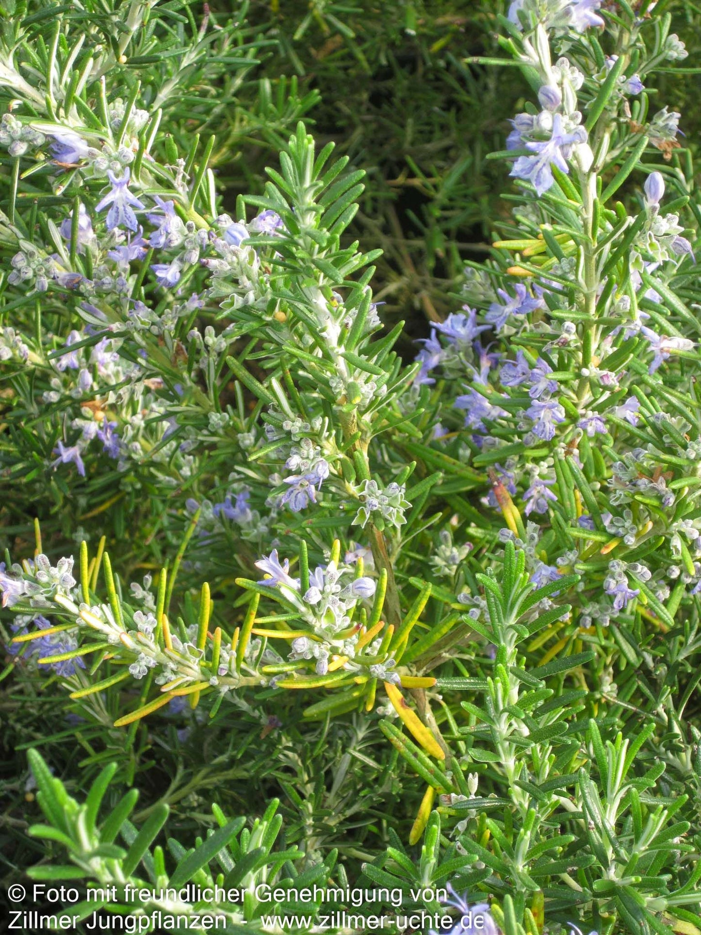 Rosmarin 'Arp' (Rosmarinus officinalis)