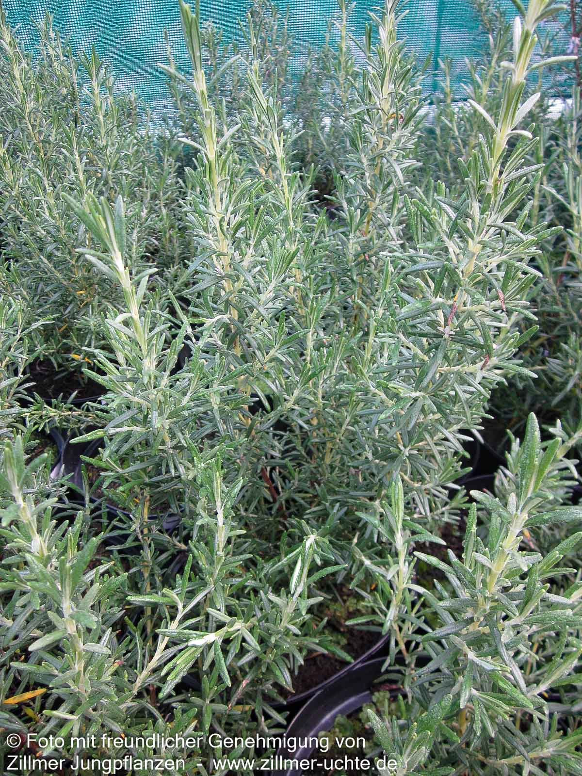 Rosmarin 'Arp' (Rosmarinus officinalis)