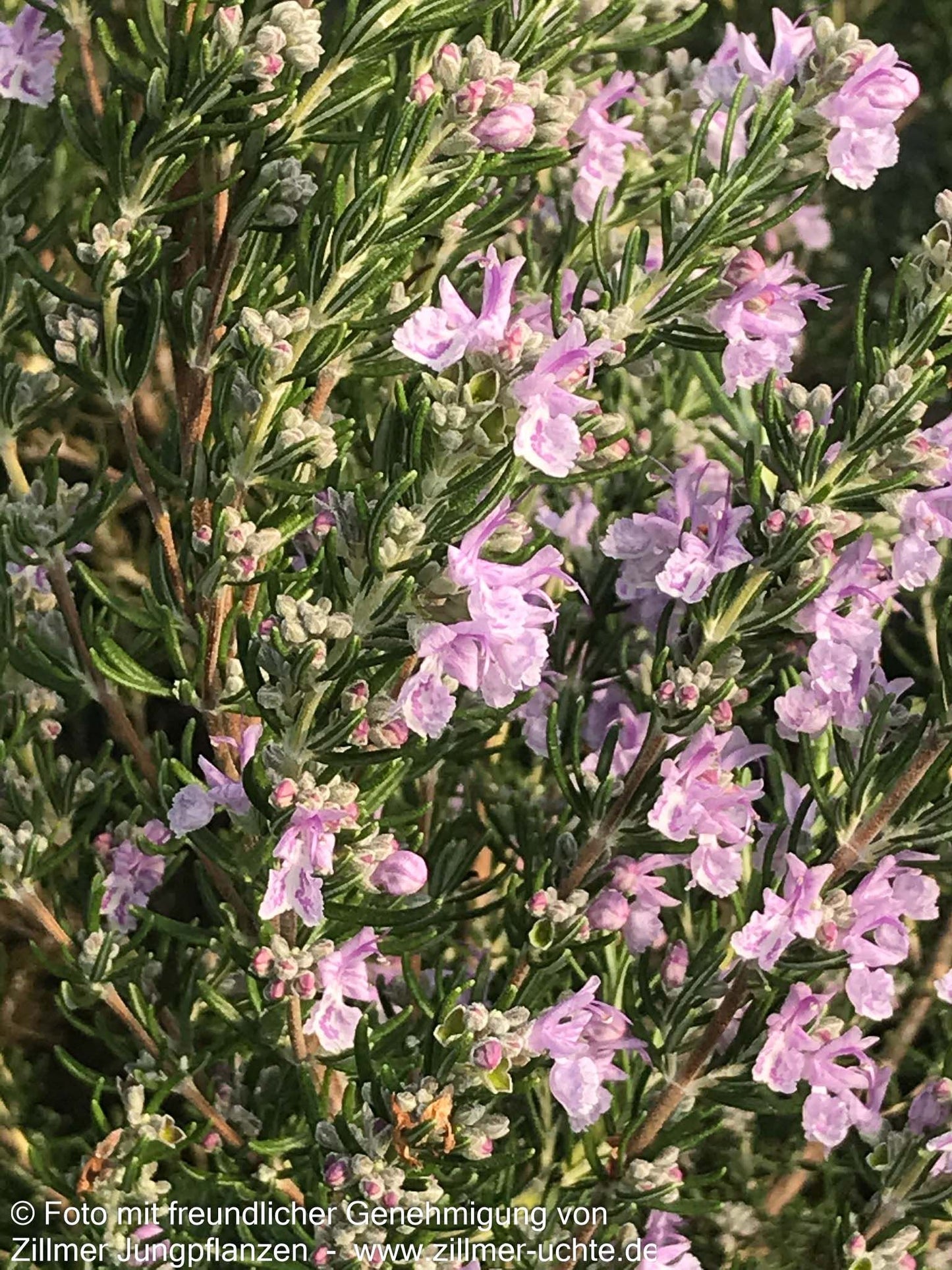 Rosmarin 'Majorcan Pink' (Rosmarinus officinalis)