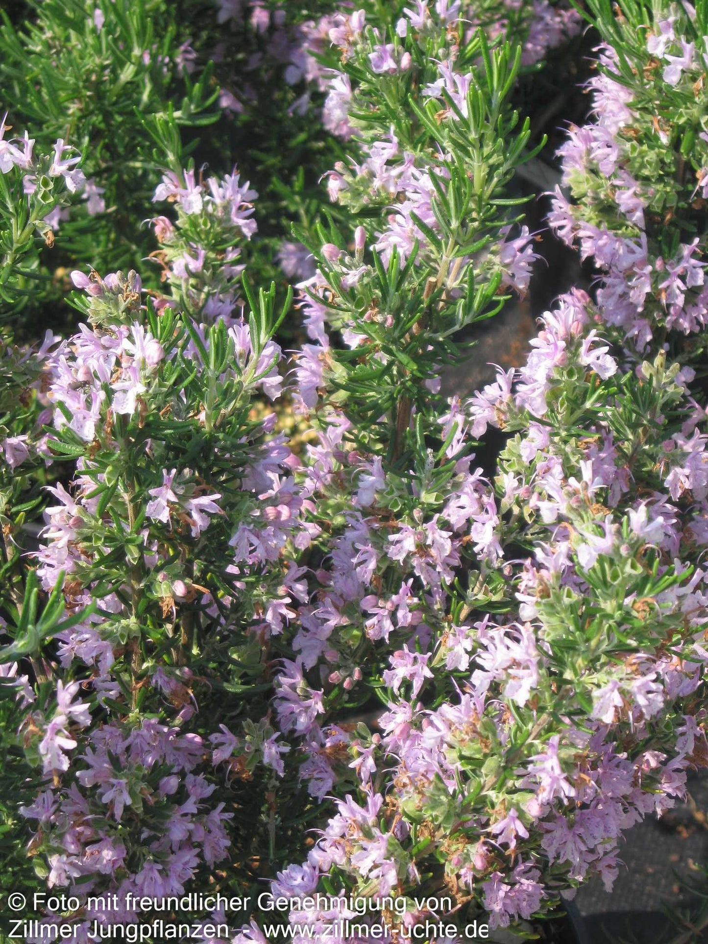 Rosmarin 'Majorcan Pink' (Rosmarinus officinalis)