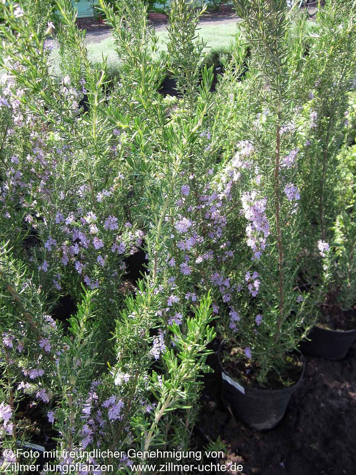 Rosmarin 'Majorcan Pink' (Rosmarinus officinalis)