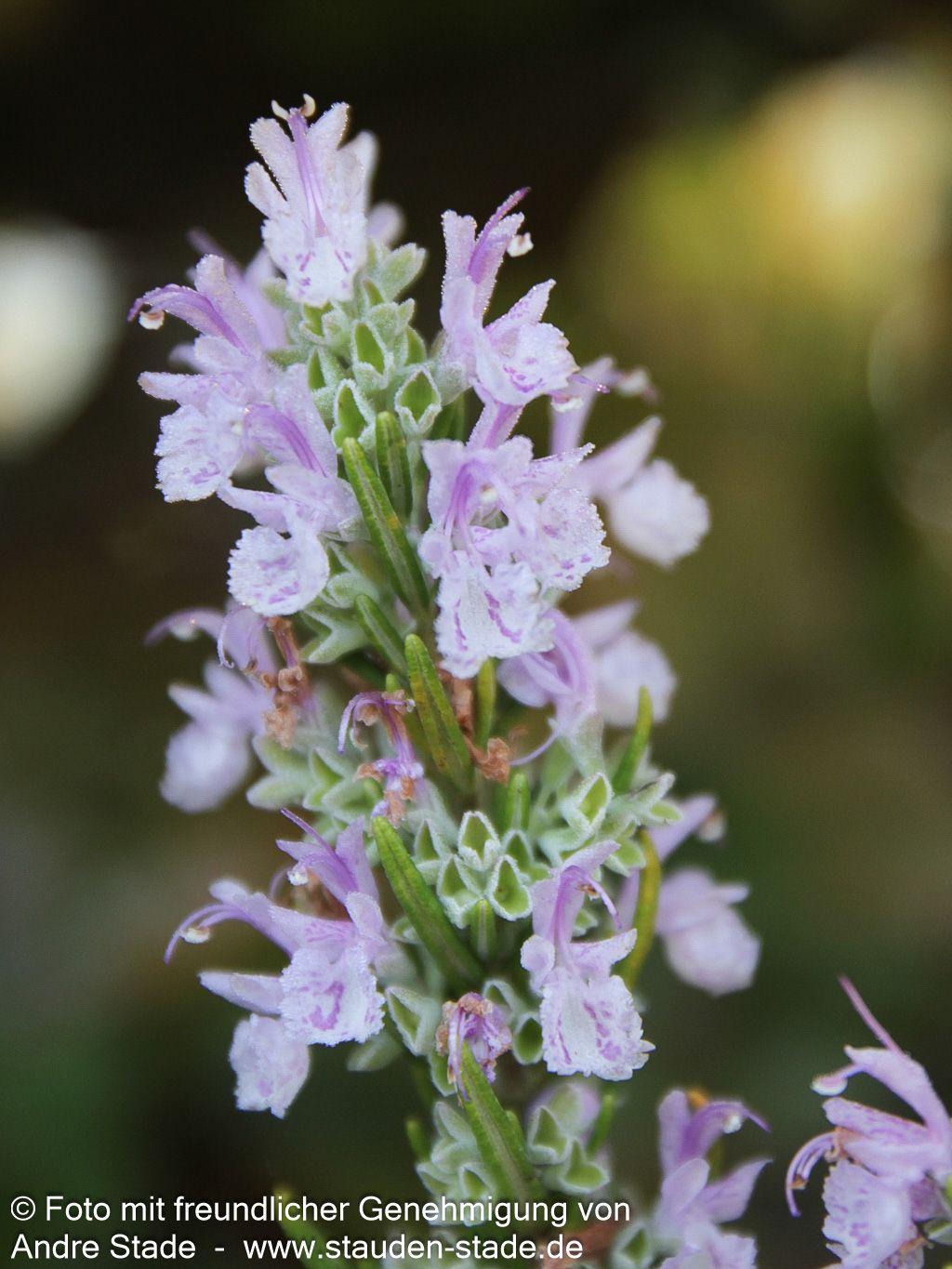 Rosmarin 'Majorcan Pink' (Rosmarinus officinalis)