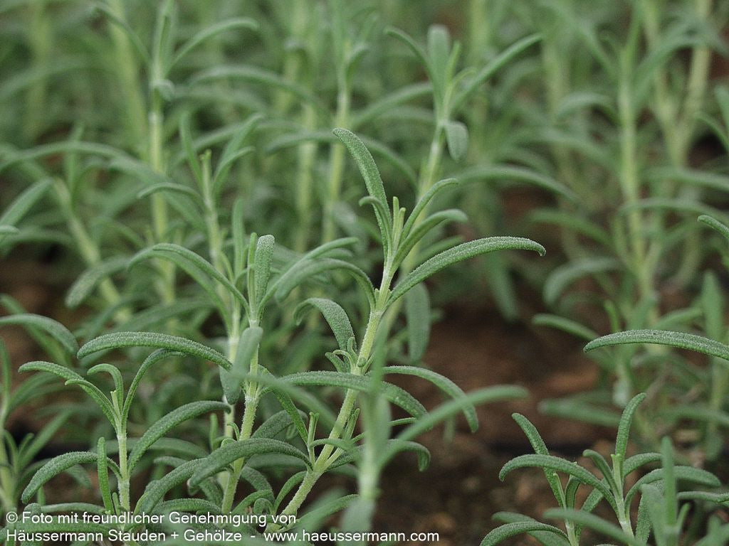 Rosmarin 'Majorcan Pink' (Rosmarinus officinalis)