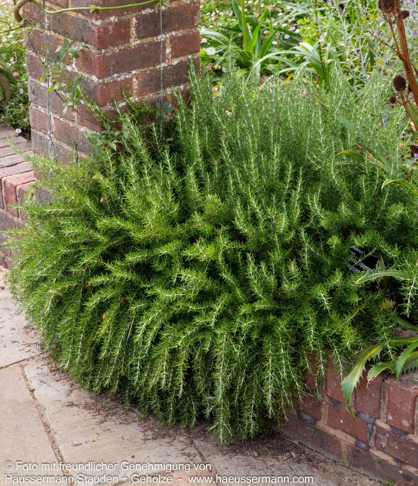 Rosmarin (Rosmarinus officinalis)