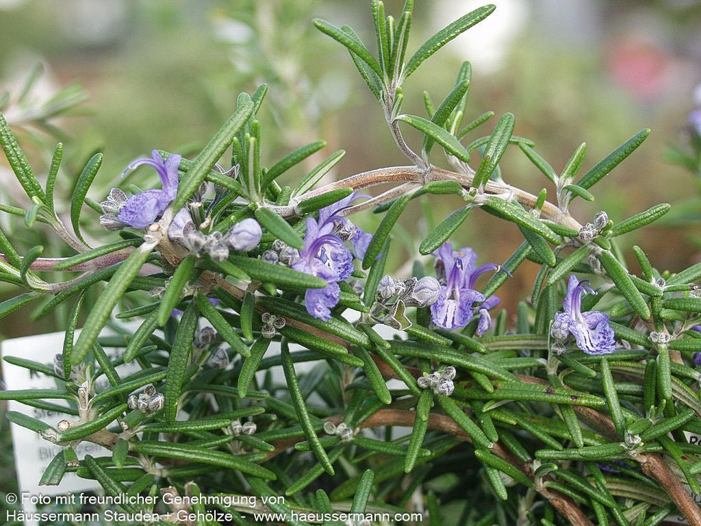 Rosmarin (Rosmarinus officinalis)