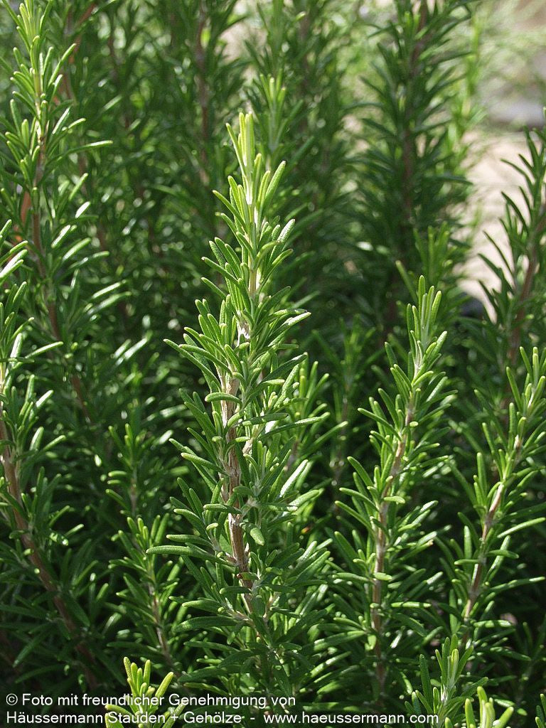 Rosmarin (Rosmarinus officinalis)