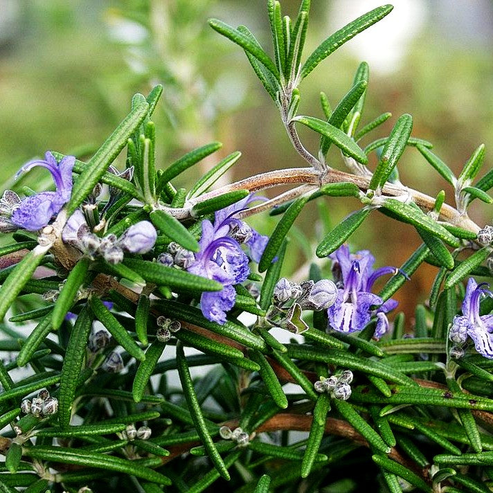Rosmarin (Rosmarinus officinalis)