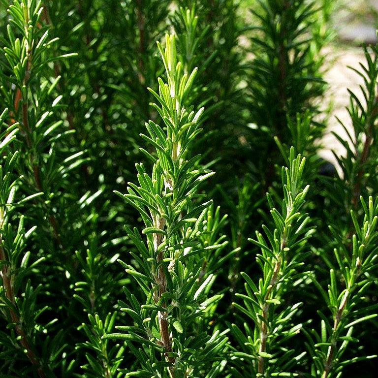 Rosmarin (Rosmarinus officinalis)