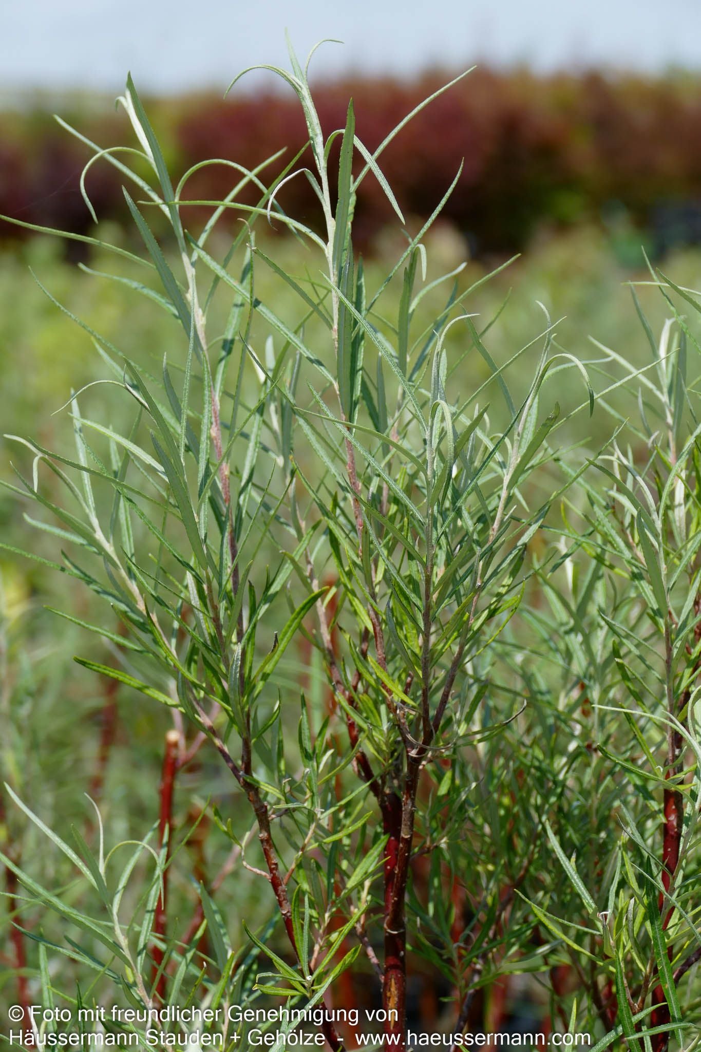 Rosmarin-Weide (Salix rosmarinifolia)