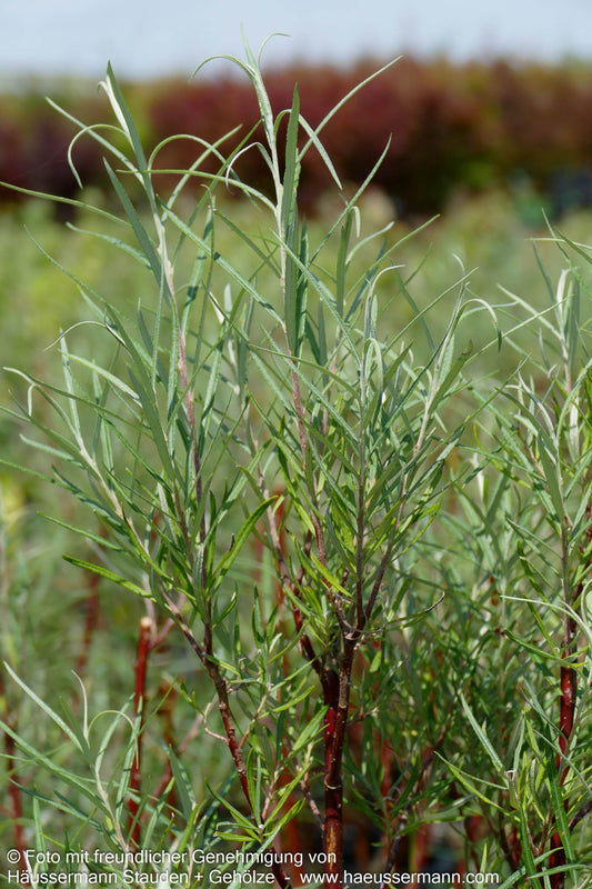 Rosmarin-Weide (Salix rosmarinifolia)