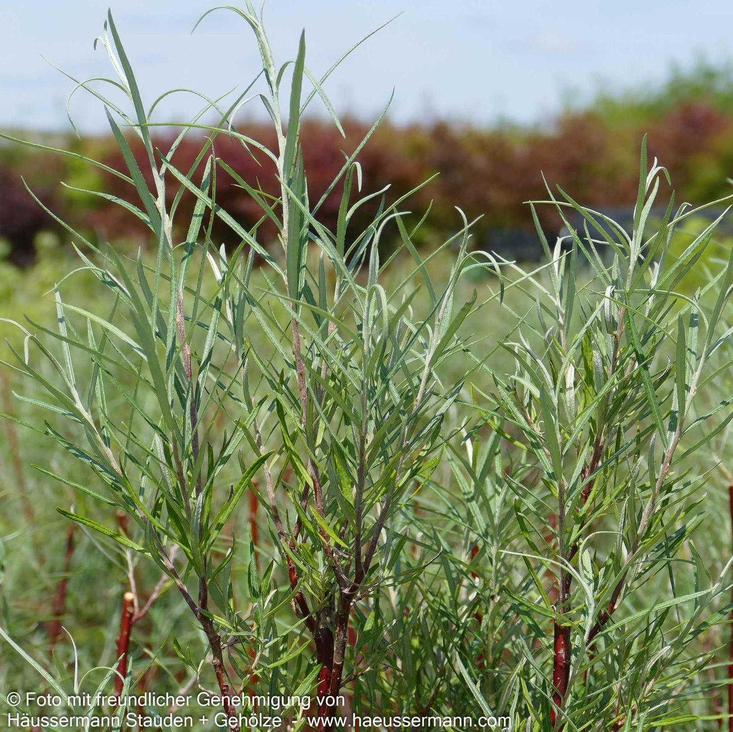 Rosmarin-Weide (Salix rosmarinifolia)