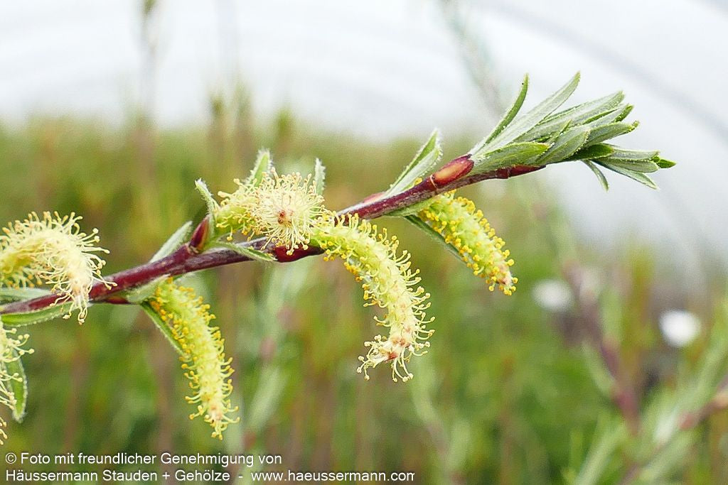 Rosmarin-Weide (Salix rosmarinifolia)