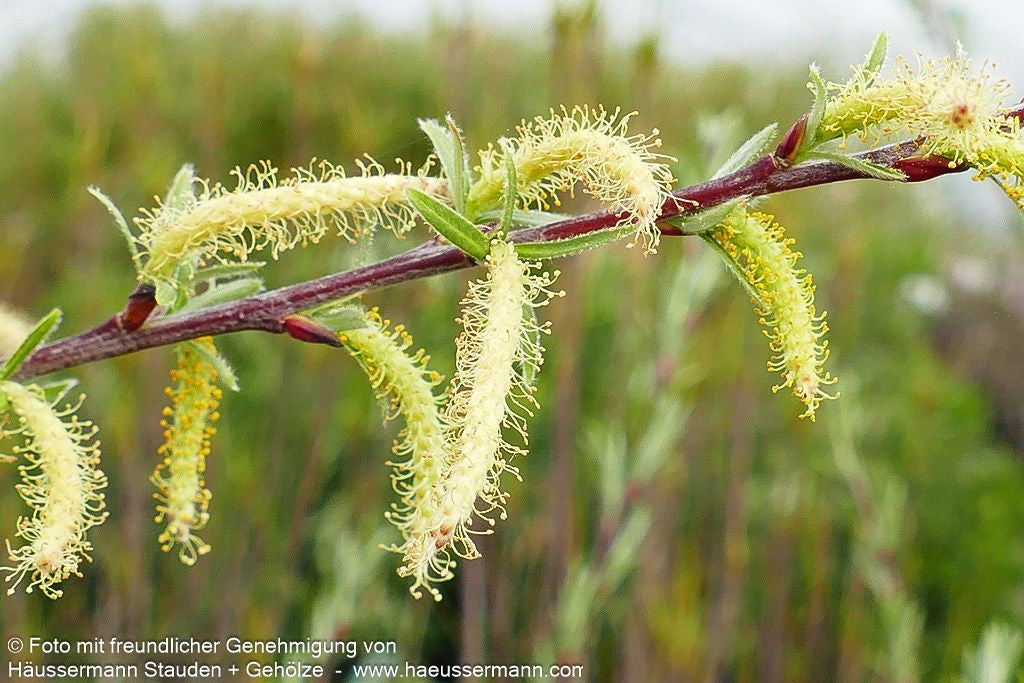 Rosmarin-Weide (Salix rosmarinifolia)