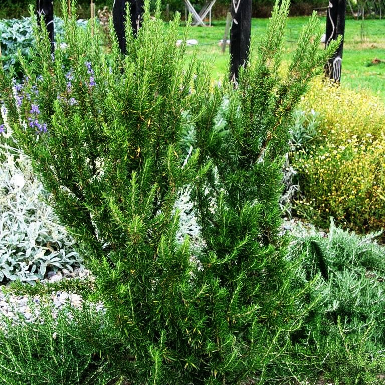 Rosmarin 'Weihenstephan' (Rosmarinus officinalis)