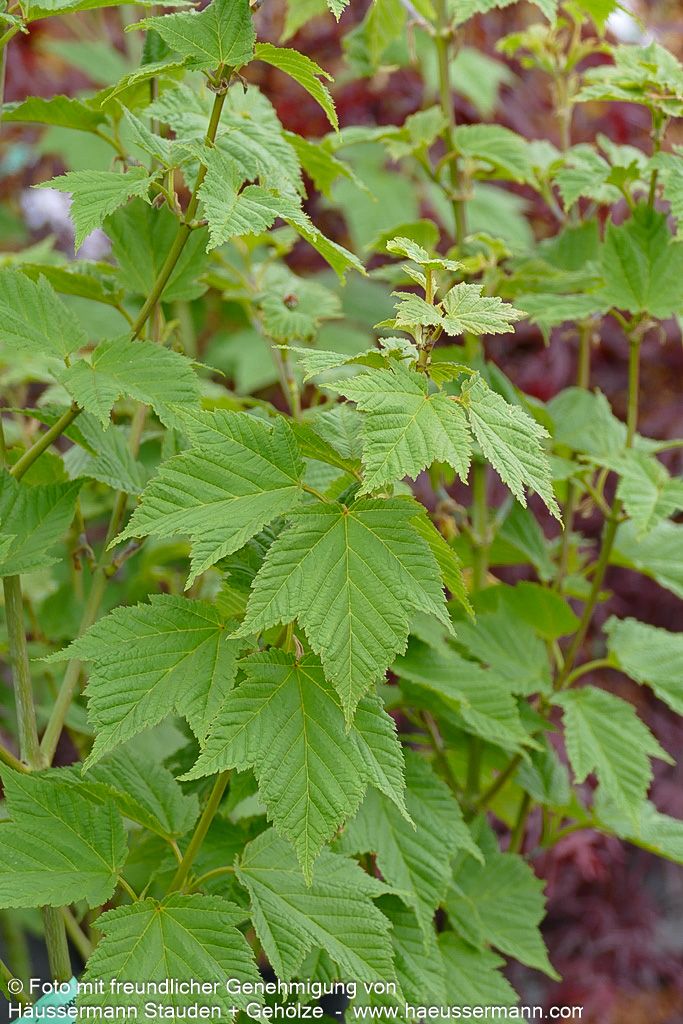 Rostbart-Ahorn (Acer rufinerve)
