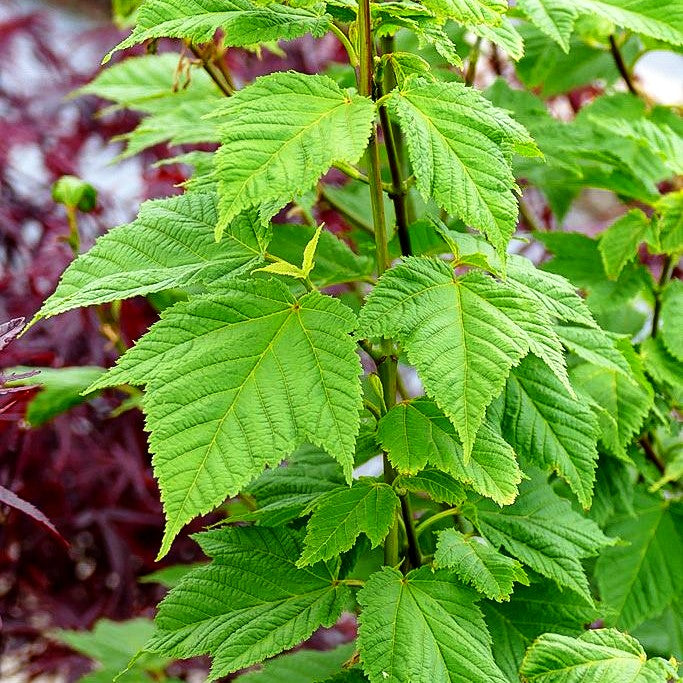 Rostbart-Ahorn (Acer rufinerve)