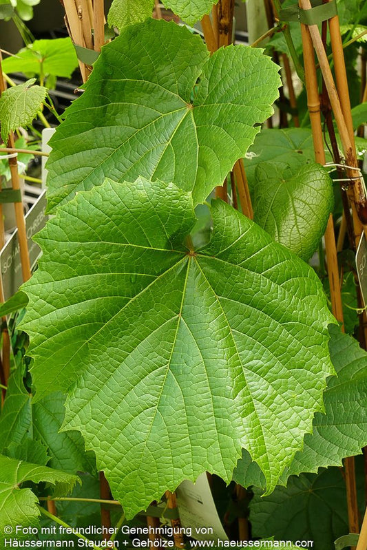 Rostrote Rebe (Vitis coignetiae)