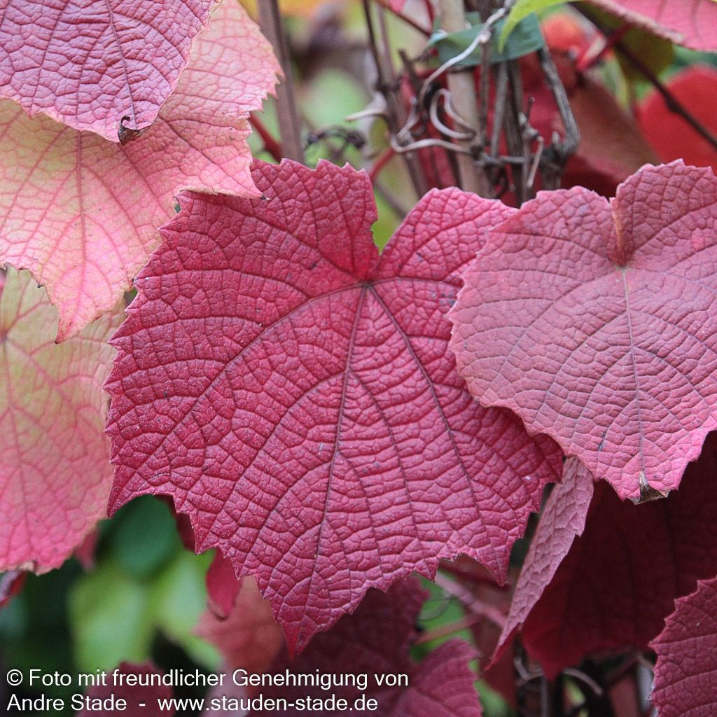 Rostrote Rebe (Vitis coignetiae)