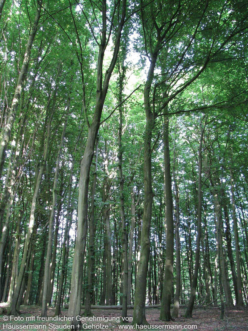 Rot-Buche (Fagus sylvatica)