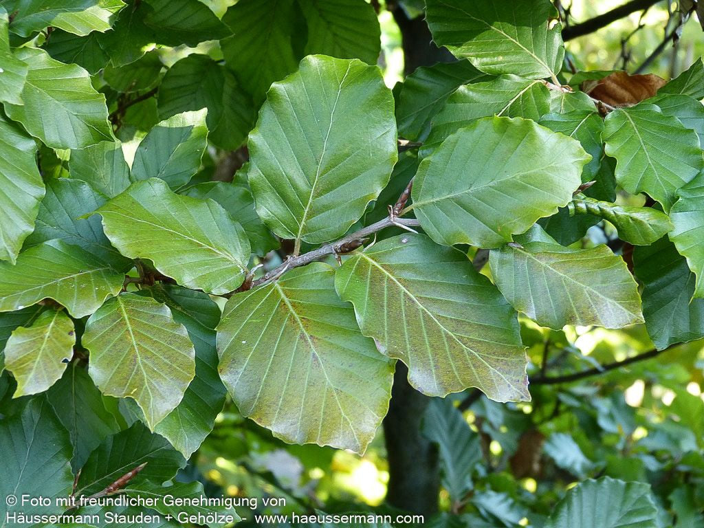 Rot-Buche (Fagus sylvatica)