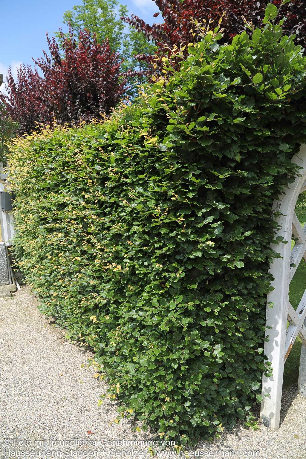 Rot-Buche (Fagus sylvatica)