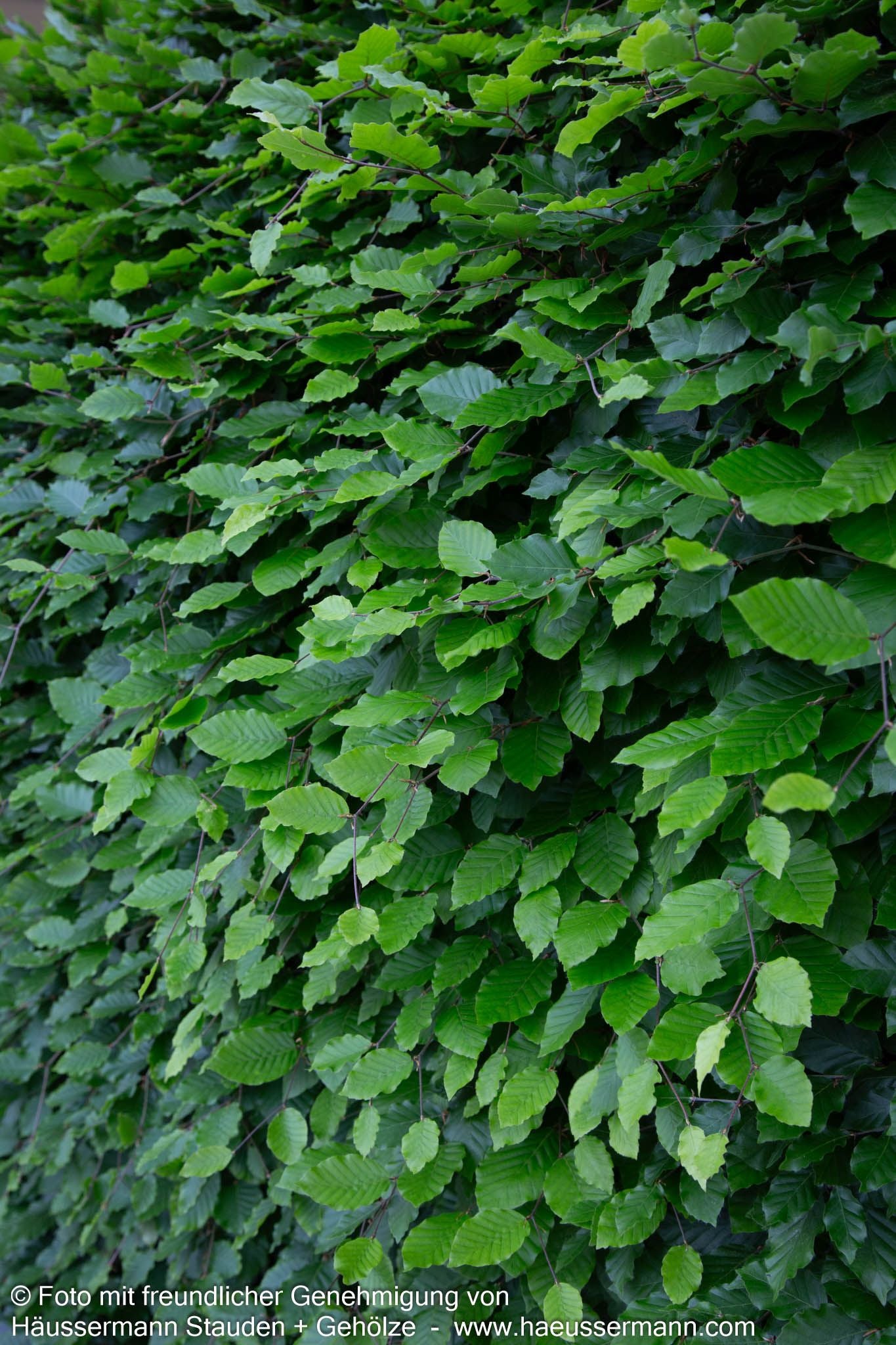 Rot-Buche (Fagus sylvatica)