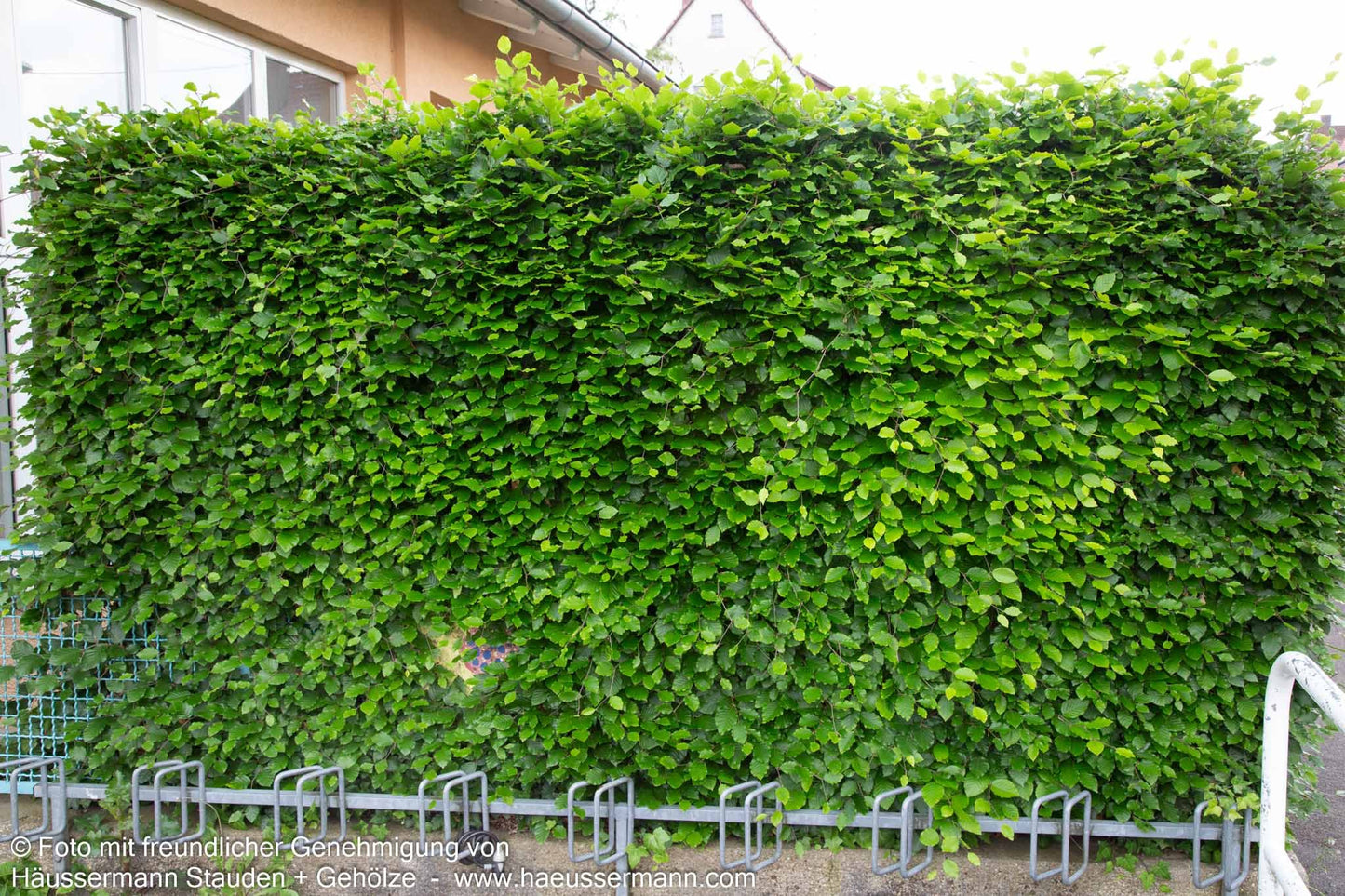 Rot-Buche (Fagus sylvatica)