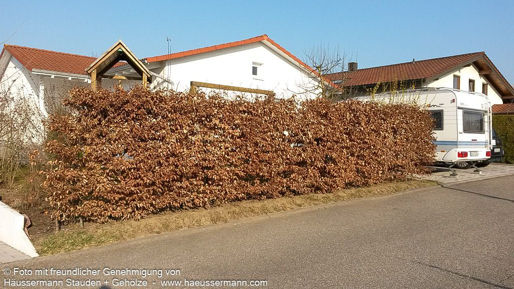 Rot-Buche (Fagus sylvatica)