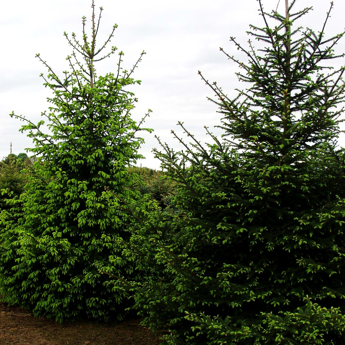 Rot-Fichte (Picea abies)